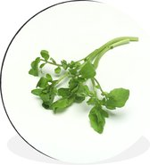 Cresson vert sur fond clair Cercle mural aluminium ⌀ 60 cm - impression photo sur cercle mural / cercle vivant / cercle de jardin (décoration murale)