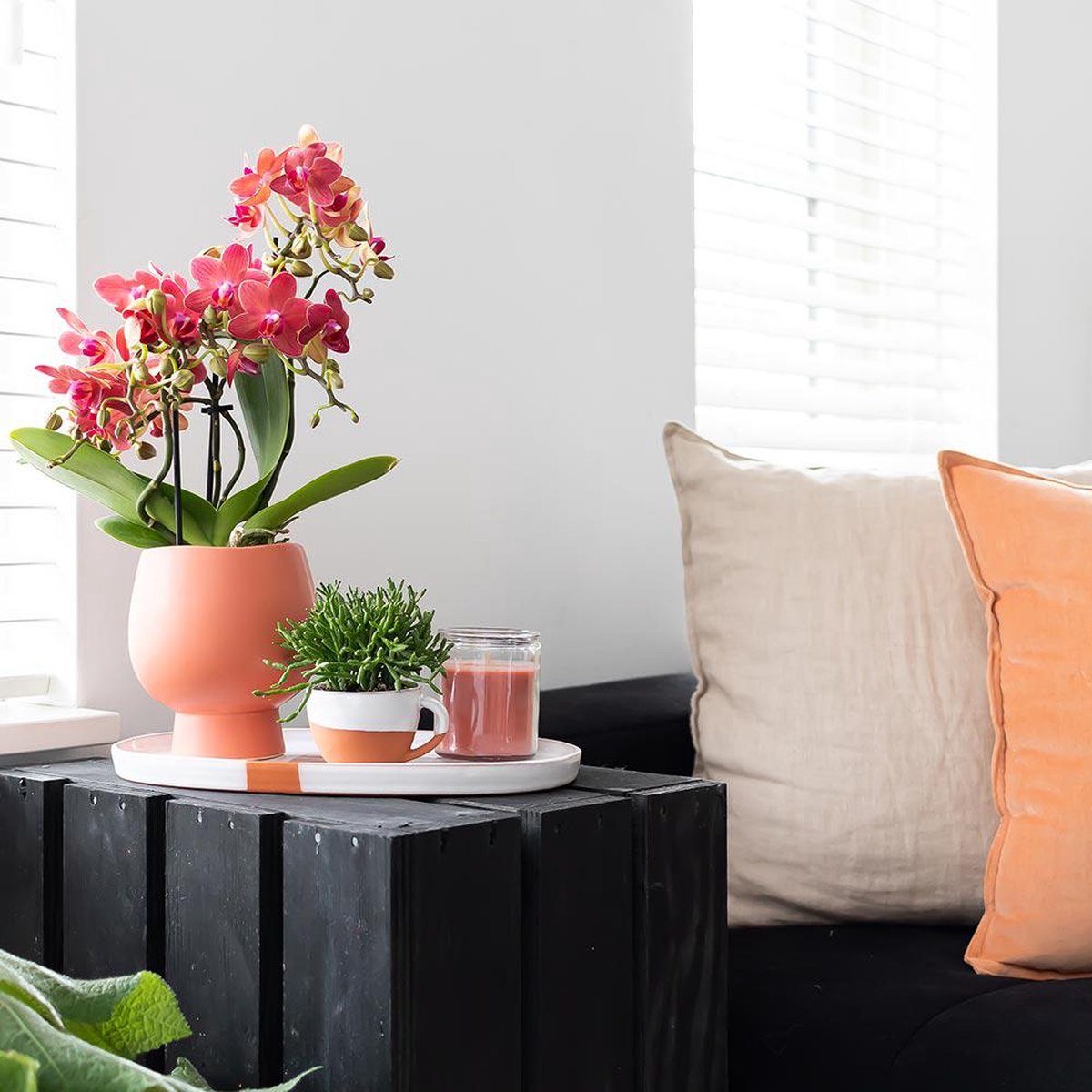 Kolibri Orchids | rode Phalaenopsis orchidee potmaat 9cm | Congo | bloeiende kamerplant - vers van de kweker - Kolibri Orchids