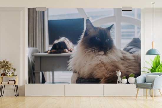 Un chat Ragdoll au repos papier peint photo vinyle largeur 450 cm x hauteur 300 cm - Tirage photo sur papier peint (disponible en 7 tailles)