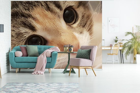 Papier peint photo vinyle - Un gros plan d'un chaton largeur 400 cm x hauteur 300 cm - Tirage photo sur papier peint (disponible en 7 tailles)