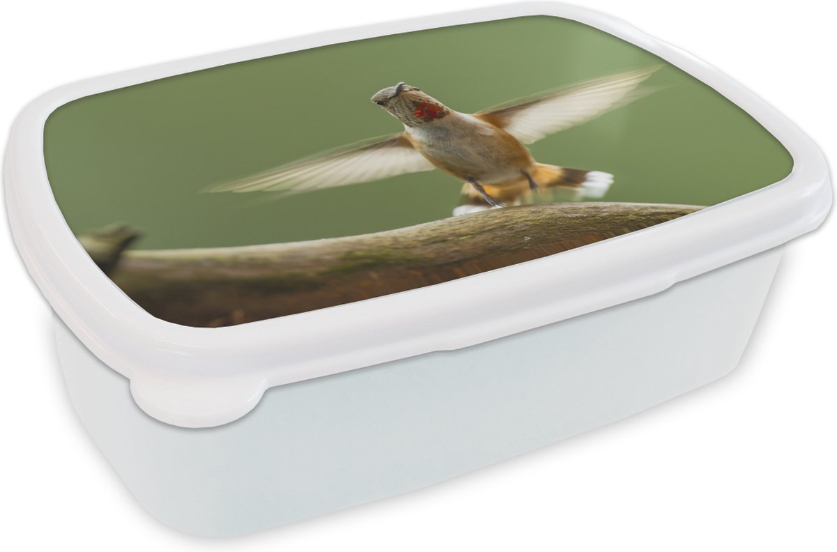 Broodtrommel Wit - Lunchbox - Brooddoos - Kolibrie - Vogel - Boom - 18x12x6 cm - Volwassenen