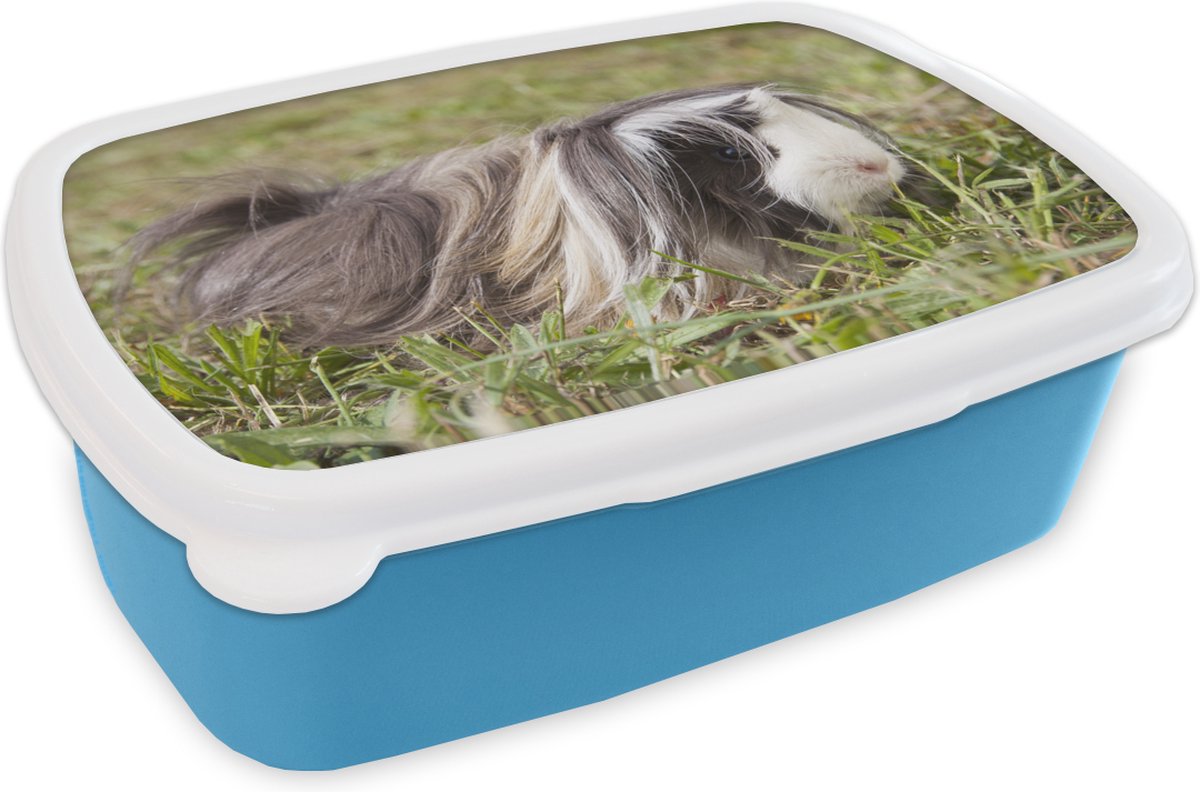 Broodtrommel Blauw - Lunchbox - Brooddoos - Langharige cavia - 18x12x6 cm - Kinderen - Jongen