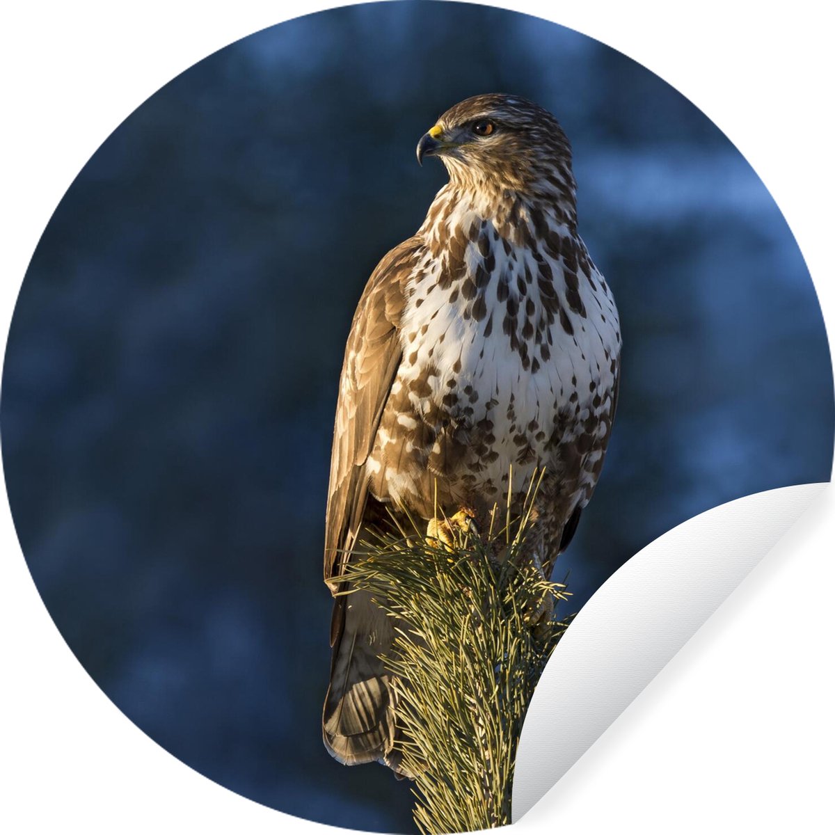 WallCircle - Muurstickers - Behangcirkel - Een buizerd zit op een boom en kijkt uit over de landschappen van Tirol - 100x100 cm - Muurcirkel - Zelfklevend - Ronde Behangsticker XXL