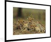 Fotolijst incl. Poster - Jonge cheetah welpen - 90x60 cm - Posterlijst