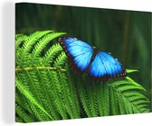 Canvas Schilderij Morpho vlinder - 120x80 cm - Wanddecoratie