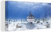 Canvas Schilderij Aanzwemmende haai - 80x40 cm - Wanddecoratie
