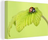 Canvas Schilderij Lieveheersbeestje groen blaadje - 60x40 cm - Wanddecoratie