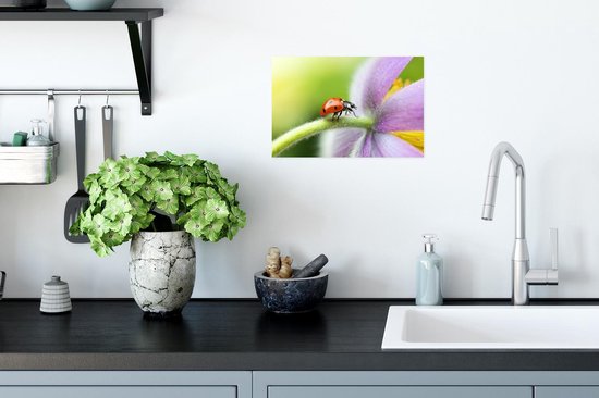 Affiche Coccinelle sur une fleur - 30x20 cm