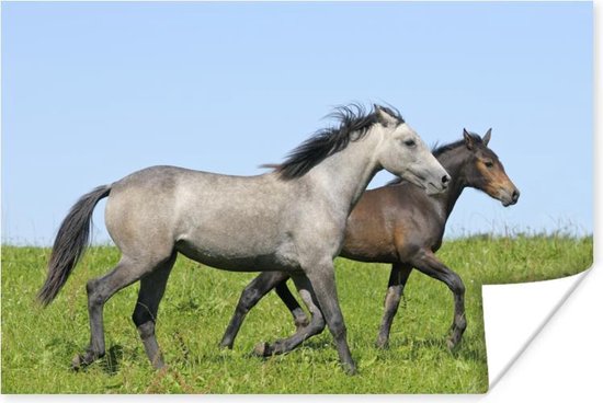 Bruin en grijs paard Poster 120x80 cm - Foto print op Poster (wanddecoratie)