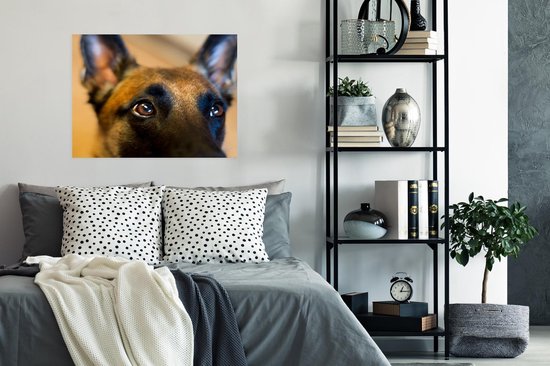 Gros plan du front d'un Poster Malinois 80x60 cm - Tirage photo sur Poster (décoration murale salon / chambre) / Poster Animaux domestiques