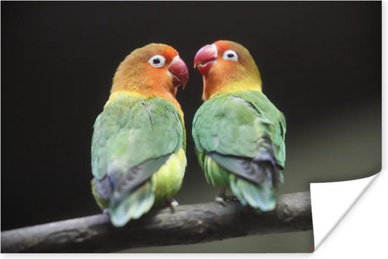 Lovebirds papegaaitjes  Poster 60x40 cm - Foto print op Poster (wanddecoratie)