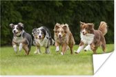 Poster 4 rennende honden op een rij - 30x20 cm