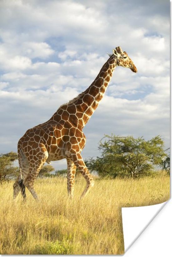 Giraffe bij zonsopgang Poster 60x90 cm - Foto print op Poster (wanddecoratie woonkamer / slaapkamer) / Afrika Poster