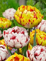 150x Tulpen 'Carnaval de nice & golden nizza gemengd'  bloembollen met bloeigarantie