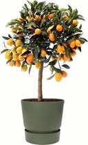 Fruitgewas van Botanicly – Citrus Kumquat in groente ELHO plastic pot als set – Hoogte: 75 cm