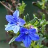 6x Lithodora diffusa ' Heavenly Blue' - Graine de pierre - Pot 9x9 cm