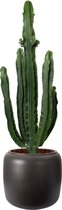Cactus van Botanicly – Cactus in bruin plastic pot 'ELHO pure beads' als set – Hoogte: 110 cm – Euphorbia Eritrea