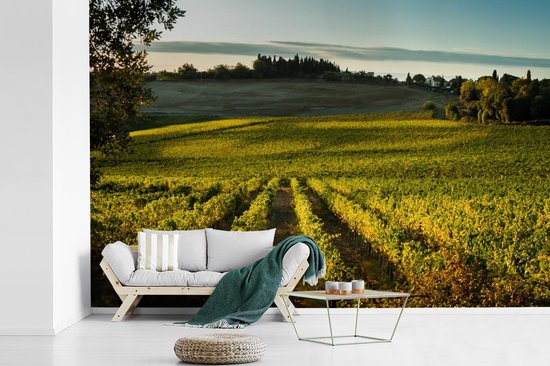 Papier peint photo en vinyle - Un vignoble près de la Sienne toscane largeur 450 cm x hauteur 300 cm - Tirage photo sur papier peint (disponible en 7 tailles)