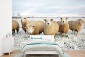 Behang - Fotobehang Groep nieuwsgierige schapen - Breedte 450 cm x hoogte 300 cm