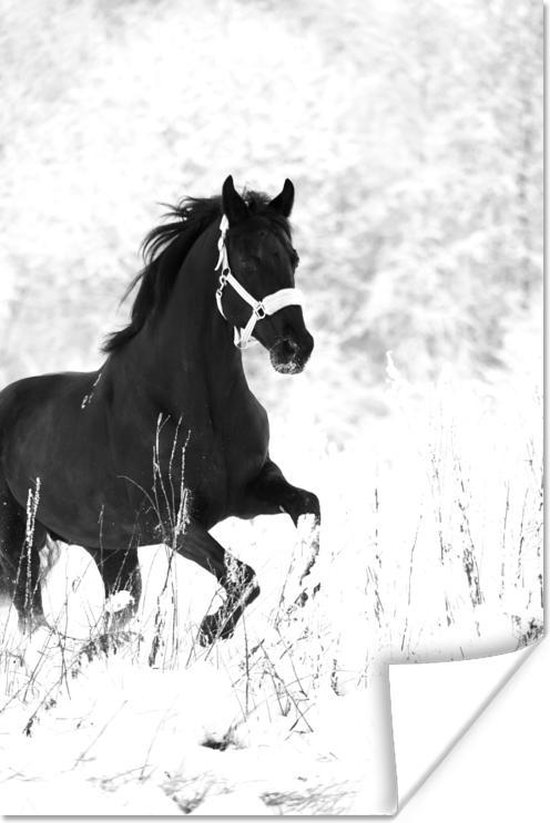 Poster Galopperend paard door de sneeuw - zwart wit