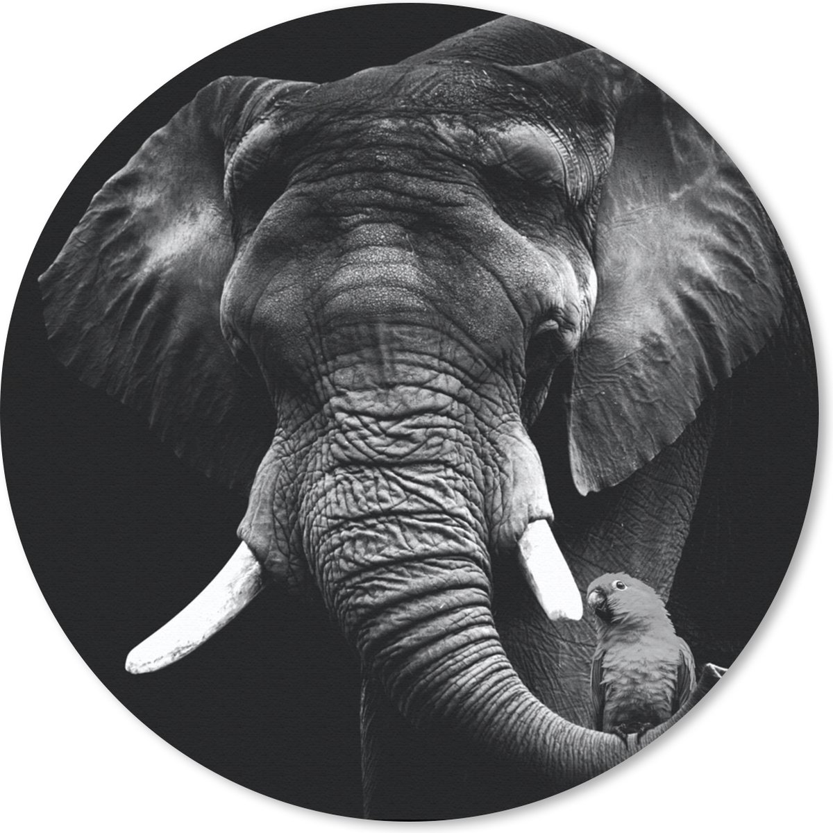 Muismat rond 30x30 cm - Mousepad Olifant - Papegaai - Tanden - Zwart - Wit - Ronde muismatten