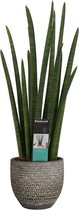 Kamerplant van Botanicly – Vrouwentongen in veelkleurig Keramisch pot 'MICA' als set – Hoogte: 70 cm – Sansevieria Cylindrica