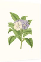 Brunfelsia Aquarel (Brunfelsia) - Foto op Dibond - 60 x 80 cm