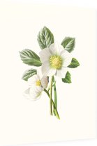 Nieskruid (Hellebore) - Foto op Dibond - 30 x 40 cm