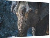 Aziatische olifant - Foto op Dibond - 90 x 60 cm