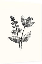 Actaea zwart-wit (Baneberry) - Foto op Dibond - 60 x 80 cm