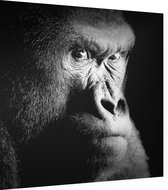 Silverback gorilla op zwarte achtergrond - Foto op Dibond - 40 x 40 cm