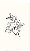 Torilis zwart-wit (Hedge Parsley) - Foto op Dibond - 60 x 90 cm