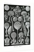 Arcyria - Mycetozoa (Kunstformen der Natur), Ernst Haeckel - Foto op Dibond - 60 x 80 cm