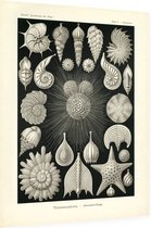 Globigerina - Thalamophora (Kunstformen der Natur), Ernst Haeckel - Foto op Dibond - 30 x 40 cm