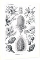 Araucaria - Coniferae (Kunstformen der Natur), Ernst Haeckel - Foto op Dibond - 30 x 40 cm