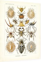 Epeira - Arachnida (Kunstformen der Natur), Ernst Haeckel - Foto op Dibond - 30 x 40 cm