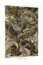 Basiliscus - Lacertilia (Kunstformen der Natur), Ernst Haeckel - Foto op Dibond - 30 x 40 cm