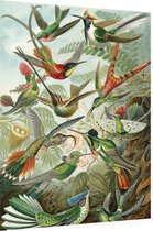Trochilidae (of Kolibries), Ernst Haeckel - Foto op Dibond - 60 x 80 cm