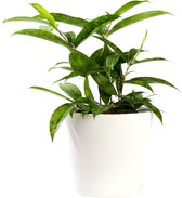 Plant in hydrocultuur systeem van Botanicly: Drakenboom met weinig onderhoud – in wit kleurig hydrocultuur sierpot – Hoogte: 35 cm – Dracaena surculosa