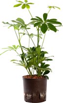 Plant in hydrocultuur systeem van Botanicly: Vingersboom met weinig onderhoud – Hoogte: 30 cm – Schefflera arboricola