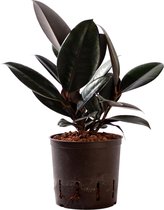 Plant in hydrocultuur systeem van Botanicly: Rubberboom met weinig onderhoud – Hoogte: 35 cm – Ficus elastica Abidjan