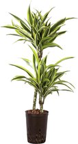 Plant in hydrocultuur systeem van Botanicly: Drakenboom met weinig onderhoud – Hoogte: 85 cm – Dracaena derem. Lemon Lime