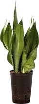 Plant in hydrocultuur systeem van Botanicly: Vrouwentongen met weinig onderhoud – Hoogte: 55 cm – Sansevieria trif. Moonshine