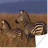 Poster Moeder en baby zebra - 50x50 cm