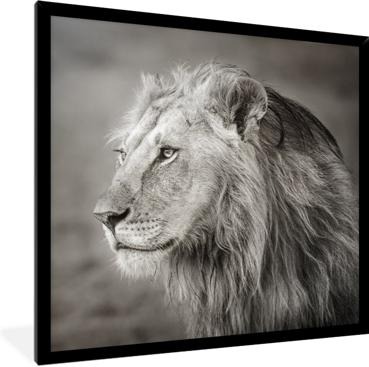 Fotolijst incl. Poster - Leeuw - Wilde dieren - Zwart - 40x40 cm - Posterlijst op Prijzenvolger.com