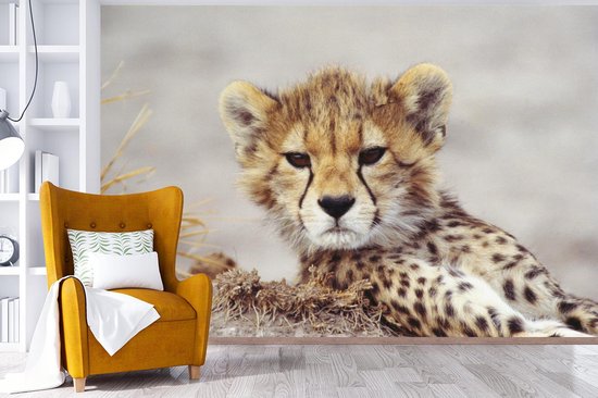 Papier peint - Papier peint Papier peint photo Cheeta - Jeune - Portrait - Largeur 420 cm x hauteur 280 cm