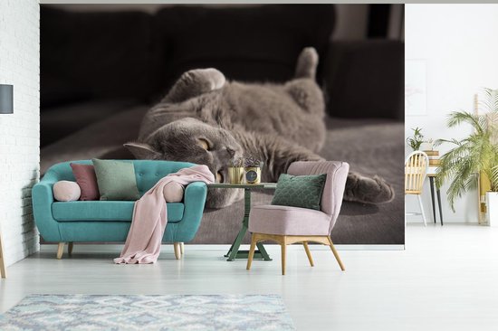 Papier peint Papier peint photo en vinyle - Chat sur une chaise grise largeur 330 cm x hauteur 220 cm - Tirage photo sur papier peint (disponible en 7 tailles)