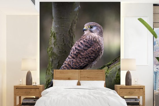 Behang - Fotobehang Valk - Bos - Tak - Breedte 190 cm x hoogte 260 cm