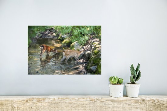 Affiche Cerf - Water - Mousse - 30x20 cm