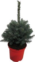 FloriaFor - Picea Pungens Super Blue - - ↨ 60cm - ⌀ 23cm